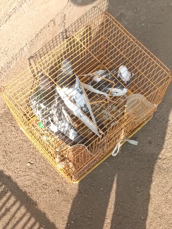 કબૂતર વેચવાના છે