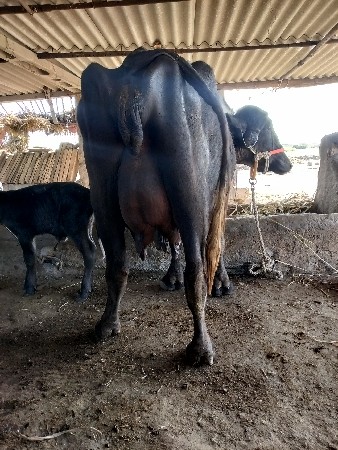 ભેંસ વેચવાની છે