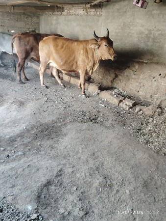 આ બે ગાયું વેચવાની છે