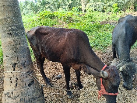 थंबनेल 3