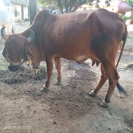 थंबनेल 3