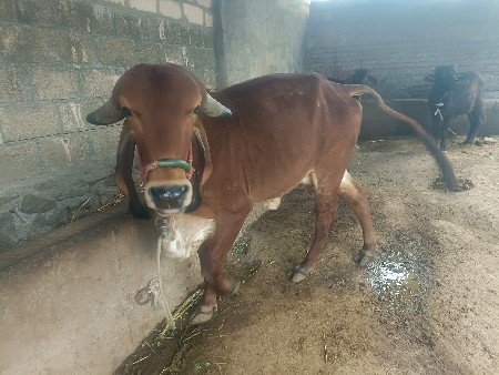 थंबनेल 2