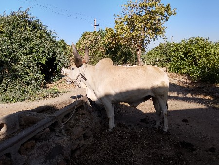 બળદ વેચવાના છે