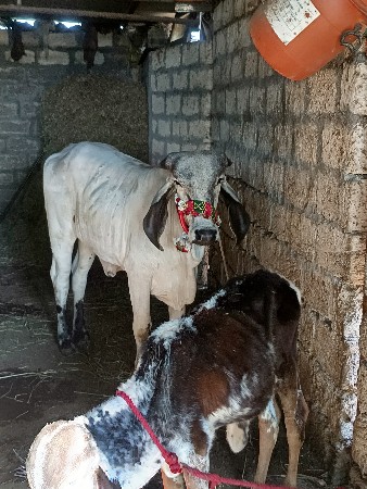 વાસરી વેચવાની સે