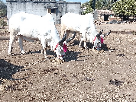 બળદ વેચવા ના છે