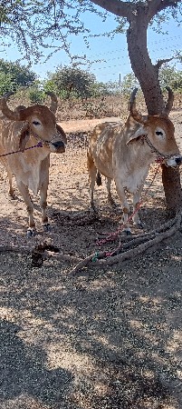 थंबनेल 3