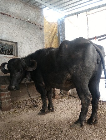 थंबनेल 2