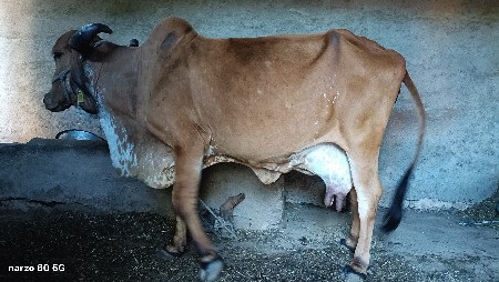 ગાય વેચવાની છે