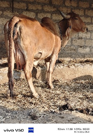 ગાય વેચવાનીછે