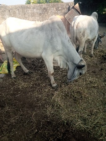 જયરાજભાઇ માકડ 6352237745