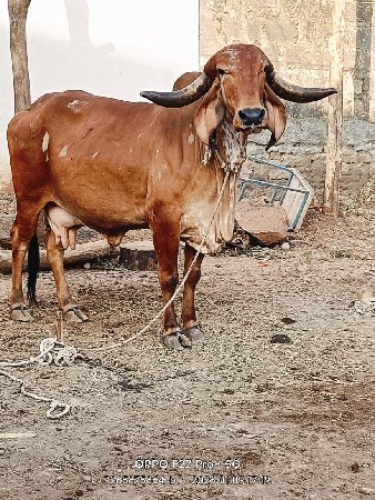 थंबनेल 3