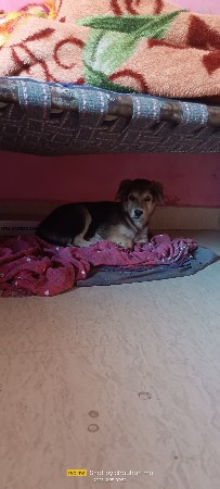 કૂતરો 3 મહિના