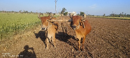 બળદ વેચવાના છે