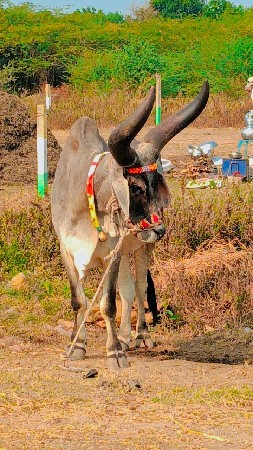 રોજીયો વડલો વેચવાનો છે બે વાવણી વ