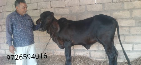 વાછડી વેચવાની છે