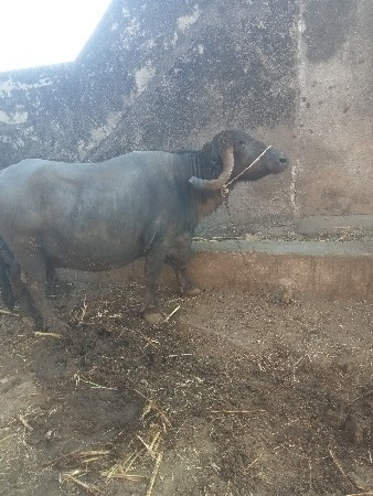 थंबनेल 3