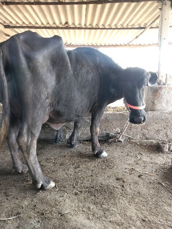 થંબનેલ 3