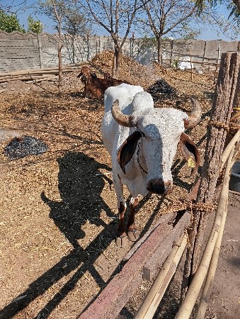 थंबनेल 3