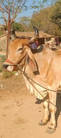 थंबनेल 3