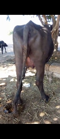 थंबनेल 3