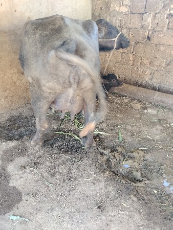 थंबनेल 2