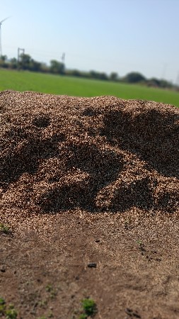 માંડવી નો ભૂકો વેચવાનો છે
૧૧ વિધાનો