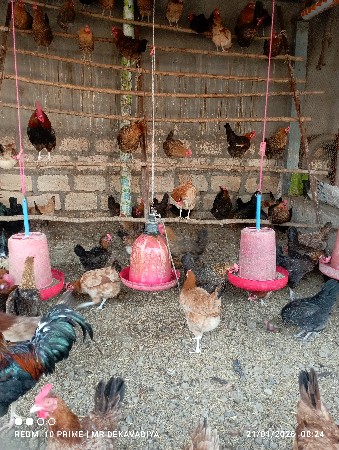 દેશી મુરઘી વેચવાની છે