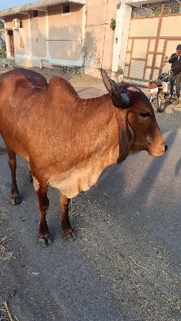 थंबनेल 3