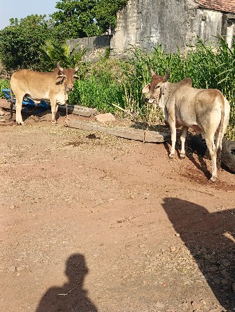 थंबनेल 3