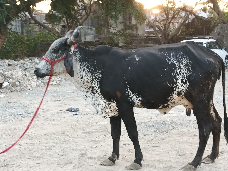 थंबनेल 3