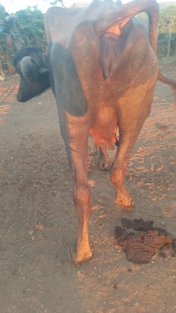 थंबनेल 3