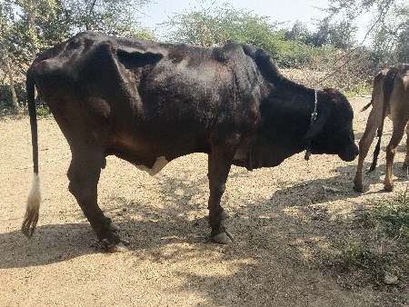 1 mahina thayo bijdan karyu ten