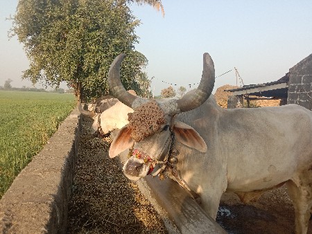 આ બળદ વેચવાના છે