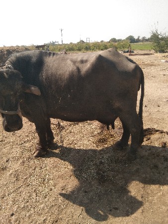 ભેંસ વેચવાની છે