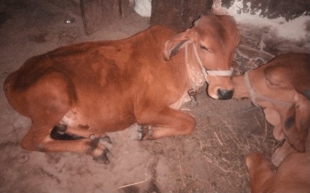 દેશી ગાય નો ગોધલો છે.