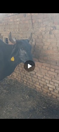 ક્રોસ વઢીયારી જરશી ગાય સે