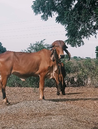 આ ઓડકીનુ શાટુ કરવાનુ શે