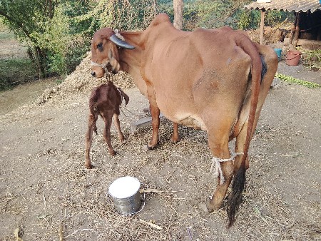 थंबनेल 5