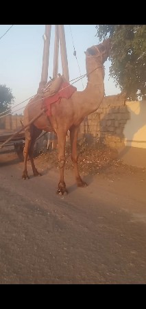 थंबनेल 2