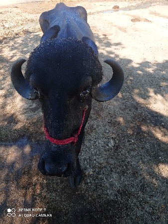 ખડેલી વેચવાની છે