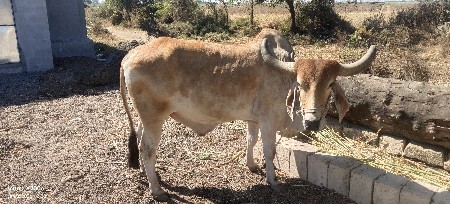 ઇમરાન બાપુ