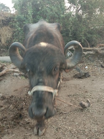 थंबनेल 2