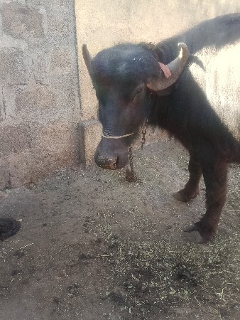 ખડેલી વેચવાની છે