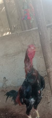 અસીલ મુઘો વેચવાનો છે