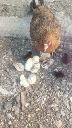 थंबनेल 3