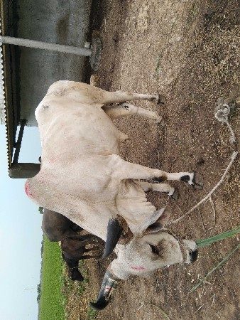 થંબનેલ 2