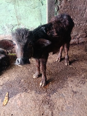 थंबनेल 3