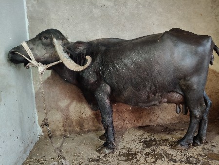 ભેશ વેચવાની છે.