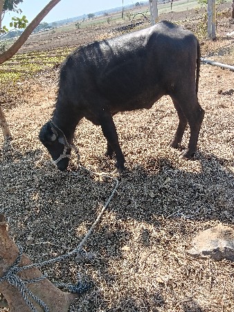 થંબનેલ 2