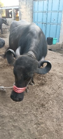 ભેંસ વેચવાની છે